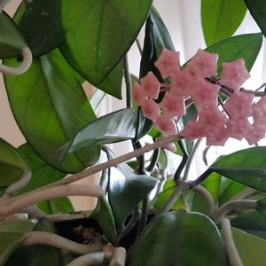 Meet your Posher, Ramona